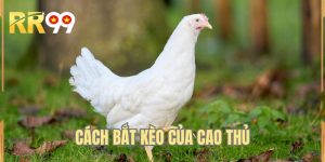 Cách Bắt Kèo Của Cao Thủ Cực Chi Tiết Đến Từ Đội Ngũ RR99
