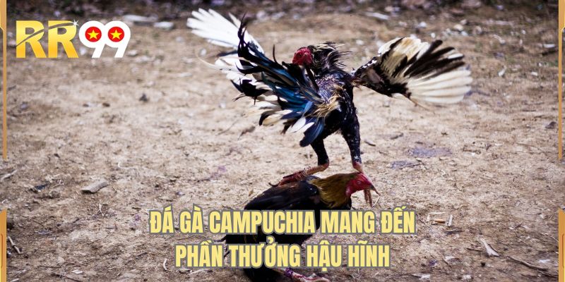 Đá gà campuchia mang đến phần thưởng hậu hĩnh