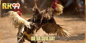 Đá Gà Cựa Sắt - Tìm Hiểu Hình Thức Thi Đấu Hot 2026