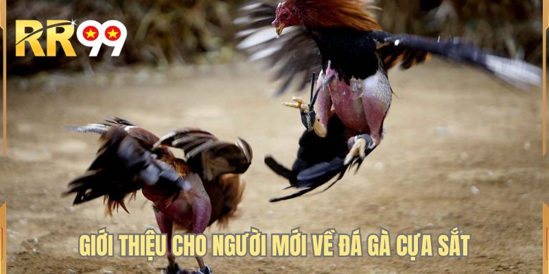 Giới thiệu cho người mới về đá gà cựa sắt