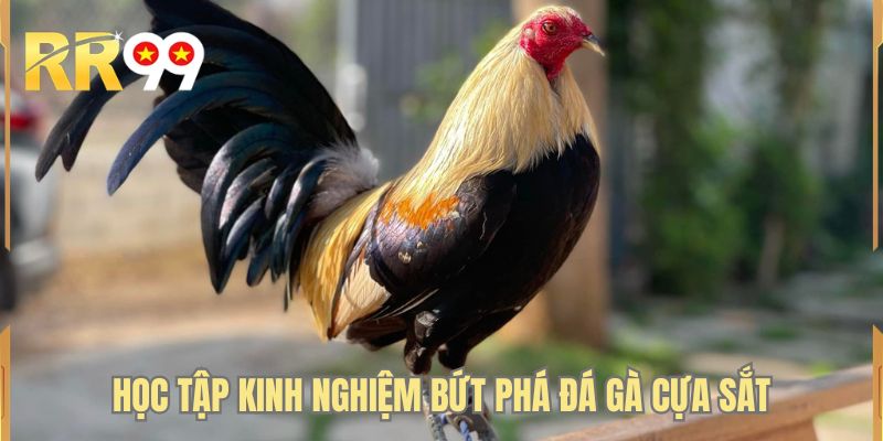 Học tập kinh nghiệm bứt phá đá gà cựa sắt