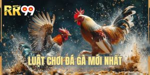 Luật Chơi Đá Gà Mới Nhất Tại RR99 - Các Thông Tin Hữu Ích 