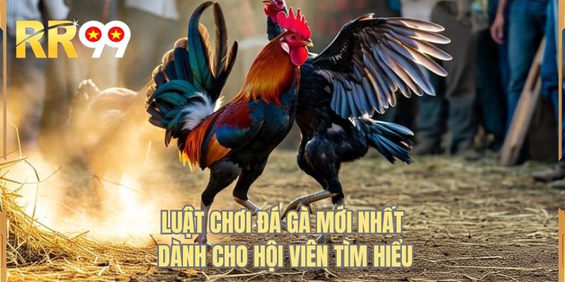 Luật chơi đá gà mới nhất dành cho hội viên tìm hiểu