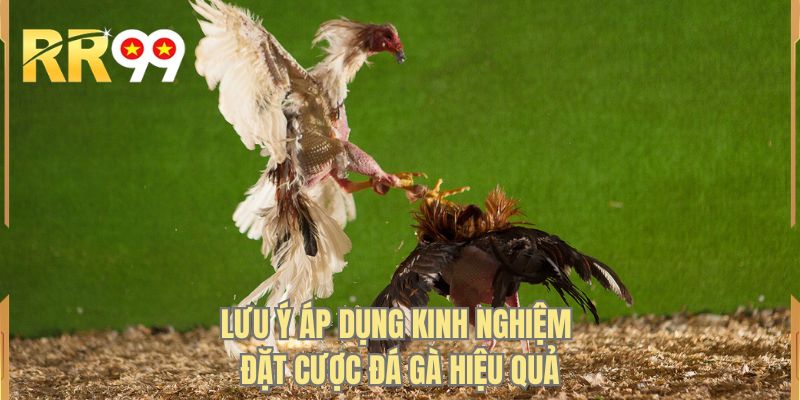 Lưu ý áp dụng kinh nghiệm đặt cược đá gà hiệu quả