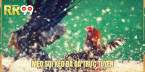 Mẹo Soi Kèo Đá Gà Trực Tuyến - 4+ Kinh Nghiệm Chơi Bất Bại