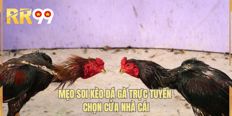 Mẹo soi kèo đá gà trực tuyến chọn cửa nhà cái