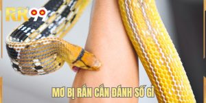 Mơ Bị Rắn Cắn Đánh Số Gì - Tra Cứu Sổ Tay Giấc Mơ 2026