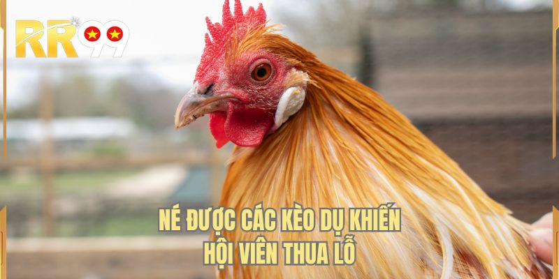 Né được các kèo dụ khiến hội viên thua lỗ