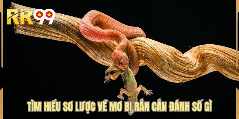 Tìm hiểu sơ lược về mơ bị rắn cắn đánh số gì