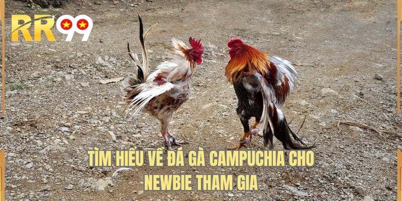 Tìm hiểu về đá gà campuchia cho newbie tham gia