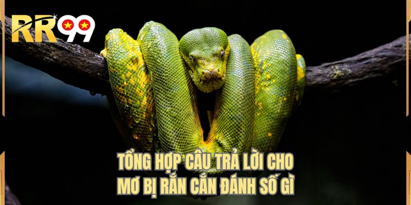 Tổng hợp câu trả lời cho mơ bị rắn cắn đánh số gì