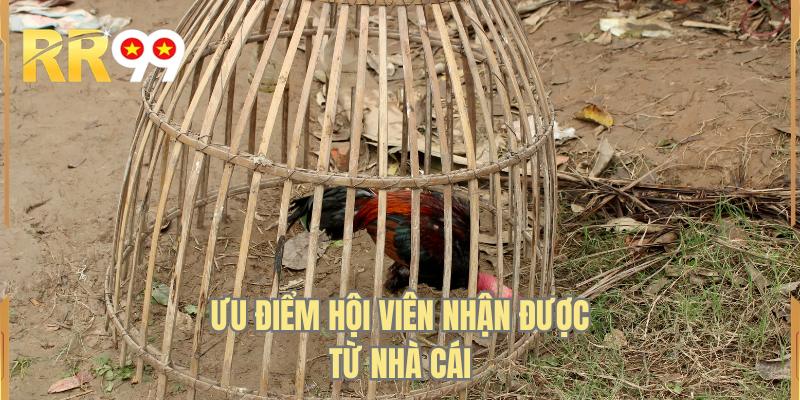 Ưu điểm hội viên nhận được từ nhà cái