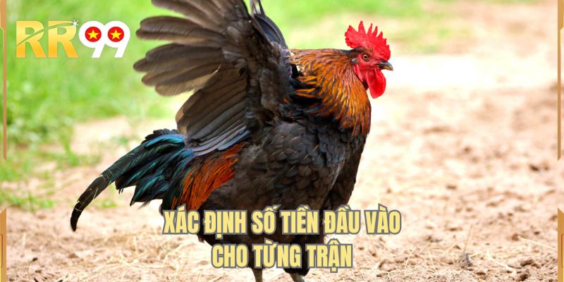Xác định số tiền đầu vào cho từng trận